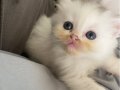 BRİTİSH WHİTE LONGHAİR 