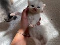 BRİTİSH WHİTE LONGHAİR 