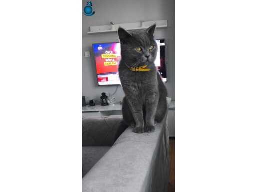 Gofret yeni ailesini arıyor 