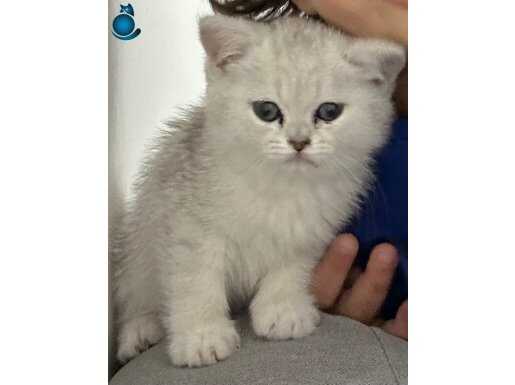 British Silver Point-Safkan Kedim Yuva Arıyor