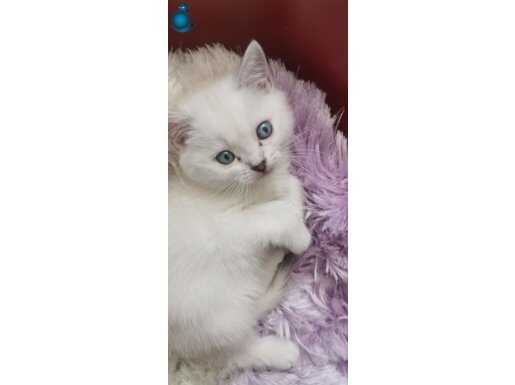 Mavi Gözlü British Shorthair Yavruları: Nadir Kırık Kulaklı Özel Yavru