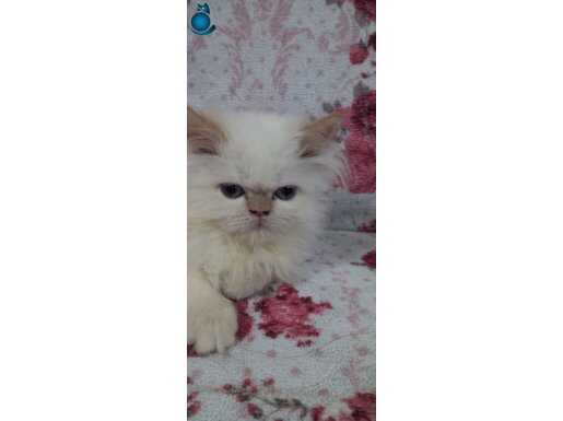 Mavi Gözlü Bembeyaz Kristal: 2 Aylık İran Kedisi Prensesi