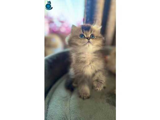 Kızımız yeninyuvasına hazır