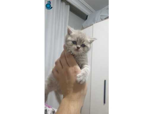 3 Aylık Safkan British Shorthair: Sosyal ve Oyuncu Yavrular