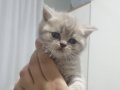 3 Aylık Safkan British Shorthair: Sosyal ve Oyuncu Yavrular