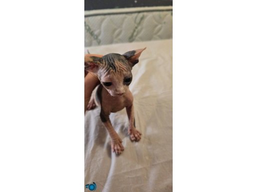 Özel ve çok sevecen Sphynx yavruları; sevgi dolu bir yuvaya 