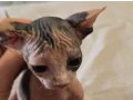 Özel ve çok sevecen Sphynx yavruları; sevgi dolu bir yuvaya 