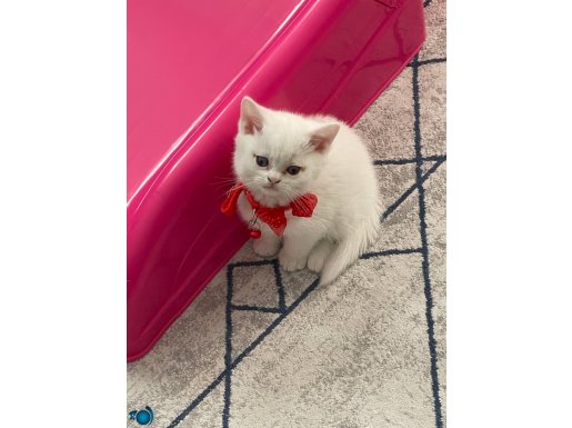 2 Aylık Kristal Beyaz British Shorthair - Tüm Eşyalarıyla Tam Takım