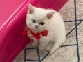 2 Aylık Kristal Beyaz British Shorthair - Tüm Eşyalarıyla Tam Takım