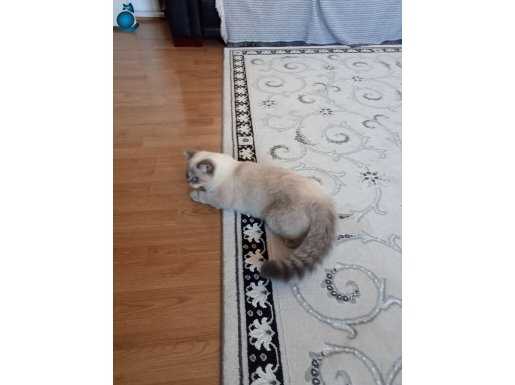 Mavi Bakışlı Oyuncu British Shorthair Shaded