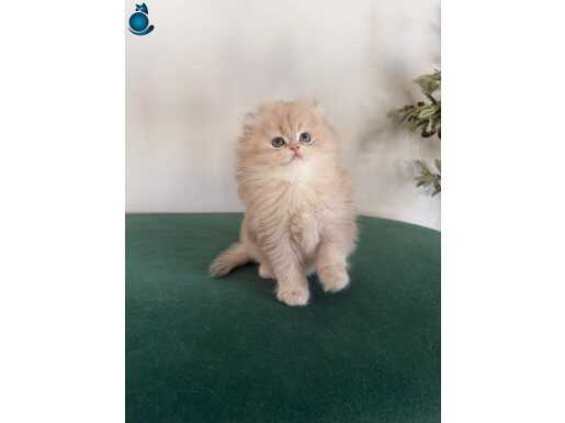 Bakışlarıyla Büyüleyen Safkan British Golden Longhair Ay12