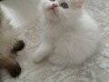İpeksi Beyaz Longhair Yavrular - Kuru Mamaya Uyumlu