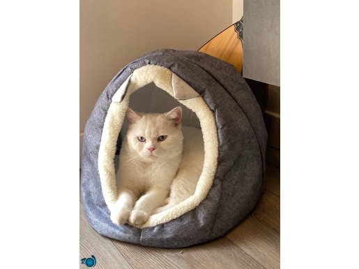 Safkan Beyaz Mavi Gözlü British Shorthair | 1 Yaş Erkek Kısırlaştırılmamış