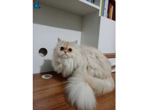 Pamuk ona sevgiyle bakacak yeni yuvasını bulmayı bekliyor. 