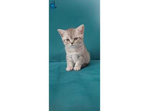 British Shorthair Yavruları