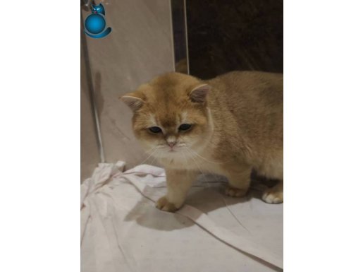 Ankara Mamak Safkan British Golden Erkek 2 Yaş