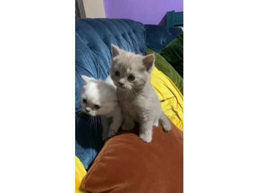 Pendik’te British Shorthair
