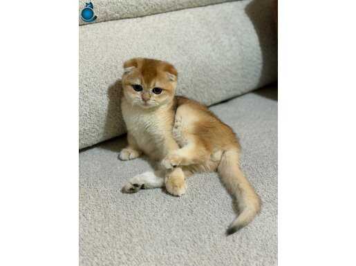 Ny12 scottish Fold 4 AYLIK ERKEK