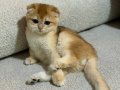 Ny12 scottish Fold 4  AYLIK ERKEK