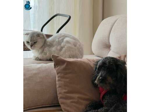 Gümüş Işıltılı Scottish Fold - Uysal Karakterli Güzellik