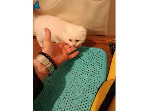 Mamaya Alışık Safkan Scottish Yavrular