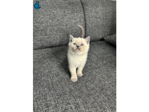 SHOW KALİTE BRİTİSH SHORTHAİR YAVRULAR