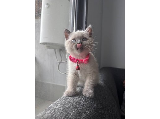 SHOW KALİTE ARKADAŞ CANLISI BRİTİSH SHORTHAİR YAVRULAR