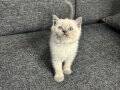 SHOW KALİTE BRİTİSH SHORTHAİR YAVRULAR