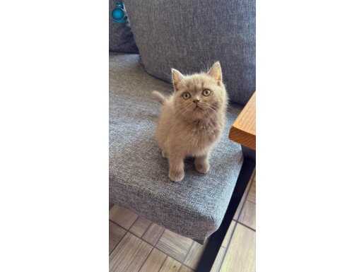 3 Aylık British Lilac Erkek Yavrum