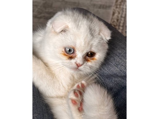 Yavru Kehribar gözlü eğik kulaklı 