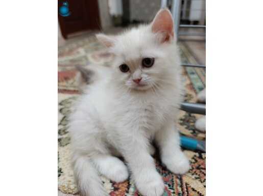 British Shorthair Dişi kedi 