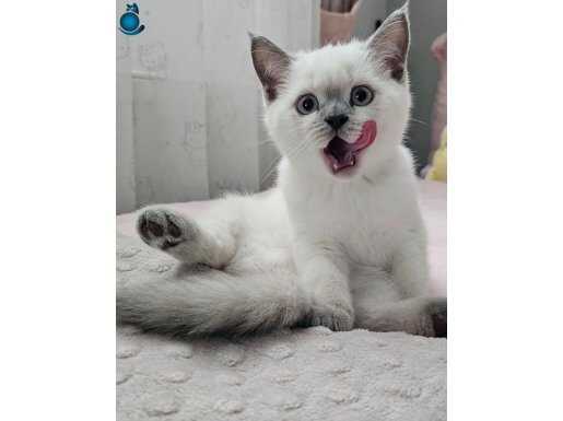 Uygun blue point 2.5 aylik