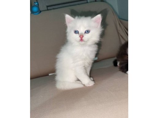 British Longhair bebeklerimiz 