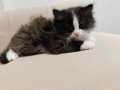 British Longhair bebeklerimiz 
