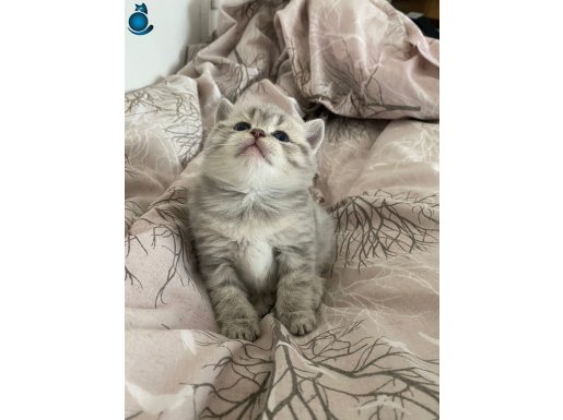 MİNİKLER YENİ EVİNİ ARIYOR