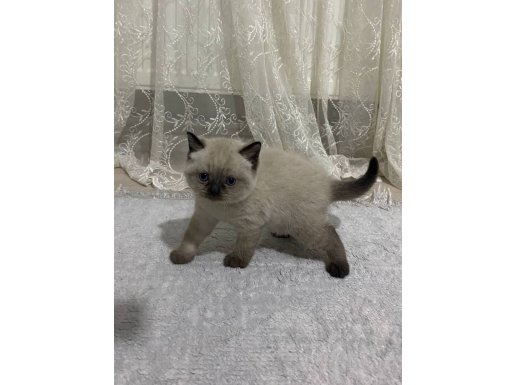 Minik yavrulara yuva