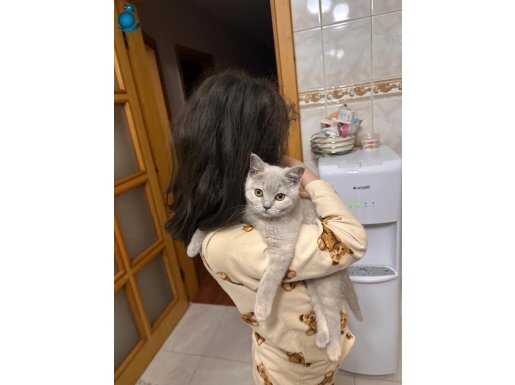 Tüm aşıları yapılmış, eşyalarıyla british shorthair lilac ????