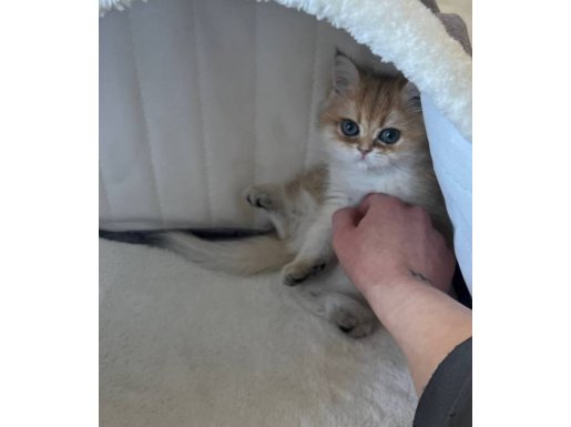 Tombiș British Shorthair Golden