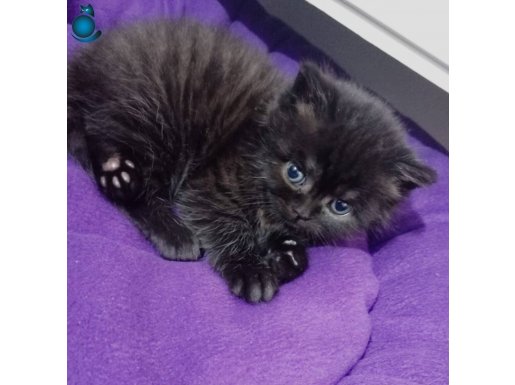 Kara kıza yeni yuva. Yeni yuvasını beklemekte 