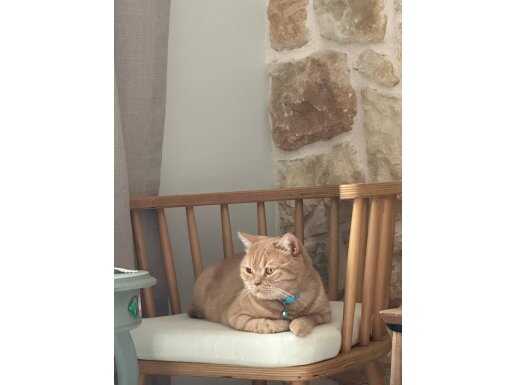 Kocaeli Kartepe Evcil British Shorthair – Tüm Eşyalarıyla Ücretsiz Set