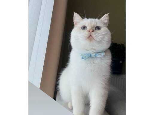 Diyarbakır Yenişehir’de Kısır, Eğitimli ve Bakımlı Karizmatik British Shorthair