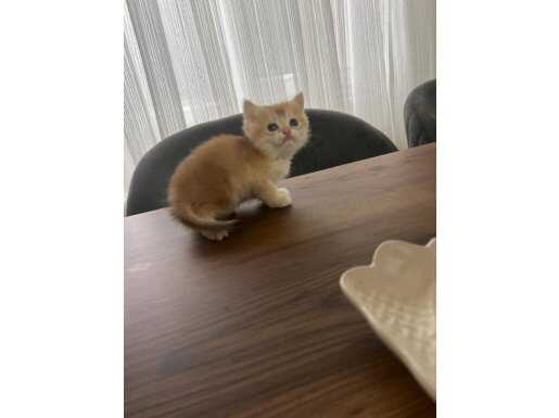 Dişi Golden British Shaded NY11 