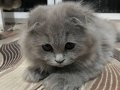 Esenyurt İçi Sakin Huylu 3 Aylık Scottish Longhair Yavrusu