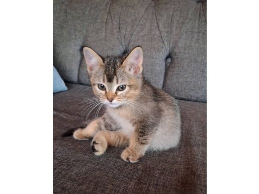 Black Golden Scottish Straight Tüy Dökmeyen Dişi Yavru