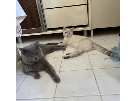 Çanakkale Gelibolu’da British Shorthair