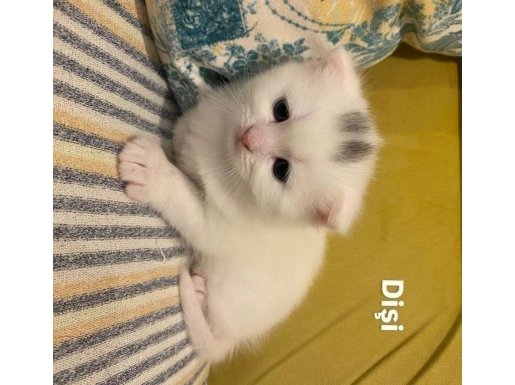 1 Aylık Rezerveye Açık Yavrularım