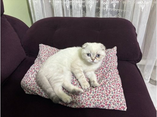 20.000 TL bütün malzemeleri ile beraber söz dinler ve uysal