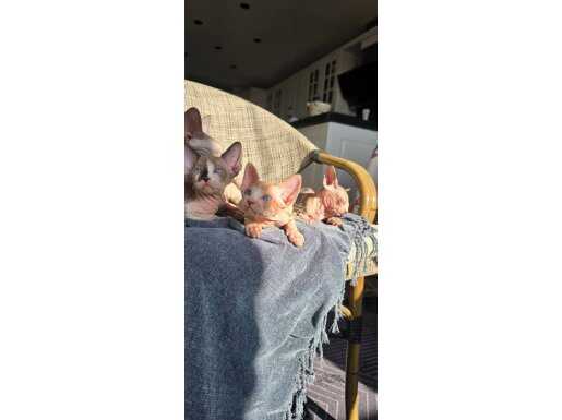 Sphynx disi ve erkek 