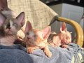 Sphynx disi ve erkek 