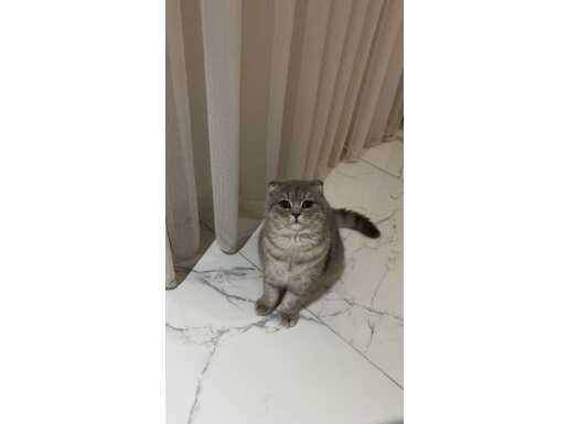 Antalya Alanya’da Sosyal Ortamın Yıldızı 1 Yaşında Scottish Fold